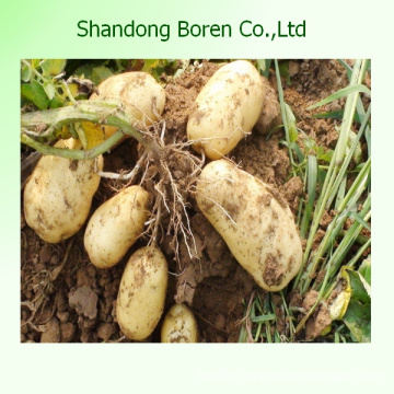 2015 Good Quality Fresh Potato with Factory Price